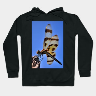 Golden Wing Hoodie